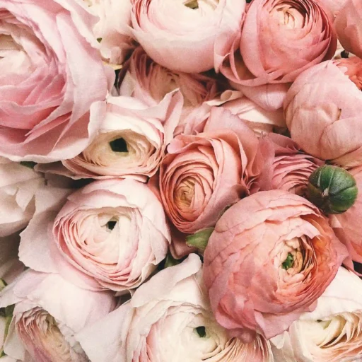 Pivoines